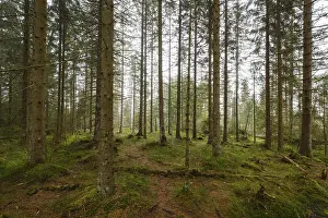 Harz National Park Prints: Forest at the Oderteich, Nebel
