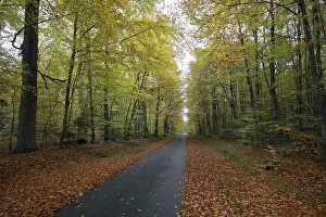 Autumn Color Palette Photography Prints: Forest path