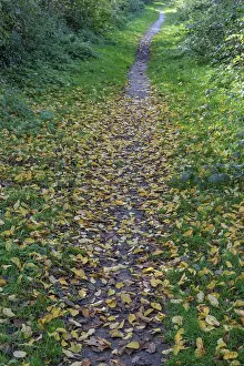 German Forest Scenery Prints: A forest path is covered with a layer of fallen leaves