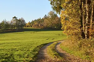 Forest Path Germany Prints: Forest path on the edge of the forest in autumn