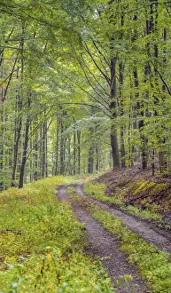 Deserted Forest Track Prints: Forest path in the forest, Thuringia, Germany