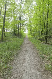 Forest Path Germany Prints: Forest path, Langenberg, Bansin