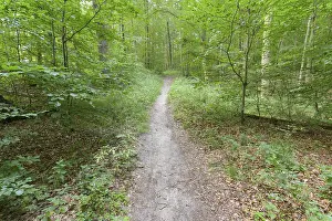 Baltic Seaside Resort Photography Prints: Forest path, Langenberg, Bansin