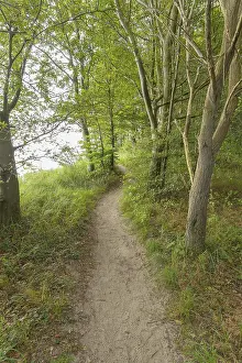 Forest Path Germany Prints: Forest path, Langenberg, Bansin