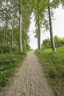 Deserted Forest Track Prints: Forest path, Langenberg, Bansin