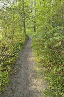 Forest Path Germany Prints: Forest path, Langenberg, Bansin
