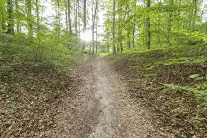 Forest Path Germany Prints: Forest path, Langenberg, Bansin