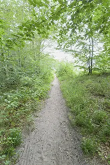 Forest Path Germany Prints: Forest path, Langenberg, Bansin