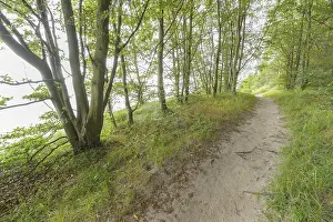 Deserted Forest Track Prints: Forest path, Langenberg, Bansin