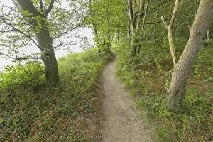 Deserted Forest Track Prints: Forest path, Langenberg, Bansin