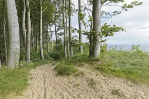 Baltic Sea Seaside Resort Prints: Forest path, Langenberg, Bansin