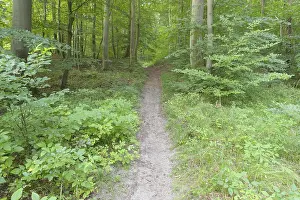 Deserted Forest Path Prints: Forest path, Langenberg, Bansin