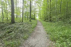 Forest Path Germany Prints: Forest path, Langenberg, Bansin