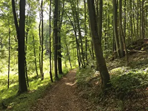 Tree Top View Prints: Forest path lined with tall, green trees