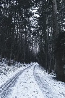European Winter Scenery Prints: Forest path with snow, Ternitz