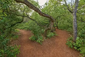 Red Legged Seriema Prints: A Forest Path Splits in Two Directions Print