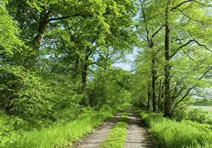 Deserted Forest Track Prints: Forest path in spring, Lower Saxony, Germany