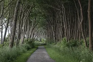 Steep Coastline Europe Prints: Forest path on the steep coast