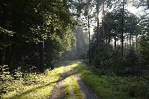 Uninhabited Forest Trail Prints: Forest path, sun, forest, path