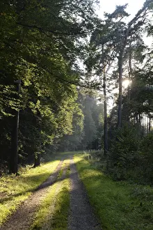 Forest Trail Photography Prints: Forest path, sun, forest, path