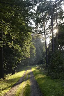 Backlight Nature Photography Prints: Forest path, sun, forest, path