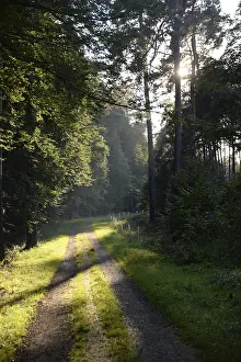 Deserted Forest Road Prints: Forest path, sun, forest, path