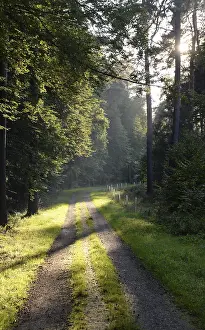 Deserted Forest Road Prints: Forest path, sun, forest, path