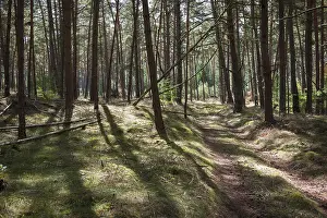 Northern Germany Nature Prints: Forest, play of light, forest path
