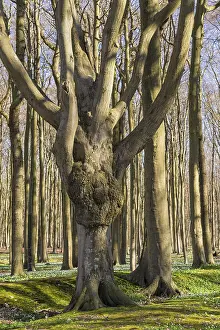 Open Air Landscapes Prints: A forest in spring