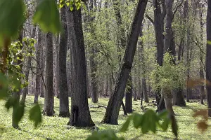 Natural Environment Photography Prints: Forest in spring