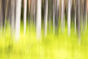 Deserted Spring Scene Prints: Forest in spring, modified