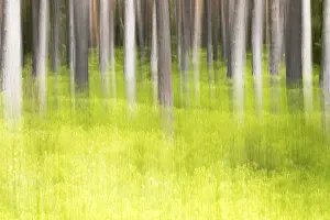Deserted Spring Scene Prints: Forest in spring, modified