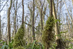 Moss Covered Tree Trunks Prints: Forest in spring, two tree trunks are covered with moss