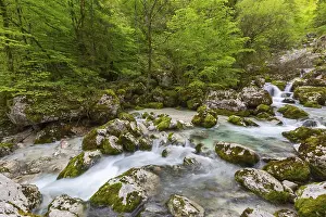 Blurred Motion Photography Prints: Forest stream in Alps mountains at spring