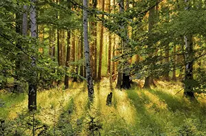 Deciduous Forest Prints: Forest with sunrays, forest and sunrays 01