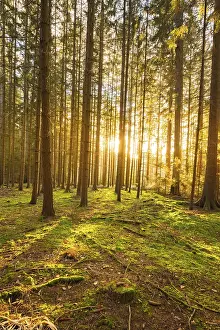 No People Evening Scene Prints: Forest at sunset, Black Forest