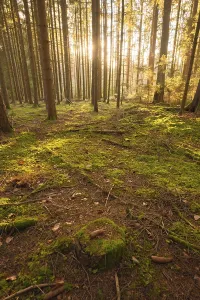 No People German Countryside Prints: Forest at sunset, Black Forest