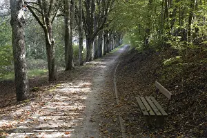 Central Europe Walking Paths Prints: Forest trail, forest, landscape