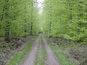 Nature Scenery Photos Prints: Forest trail, forest path, spring forest