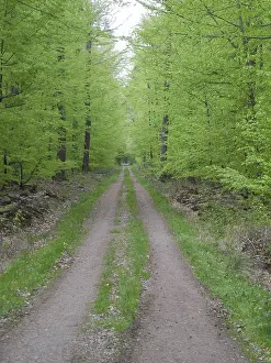 Beech Forest Scenery Prints: Forest trail, forest path, spring forest