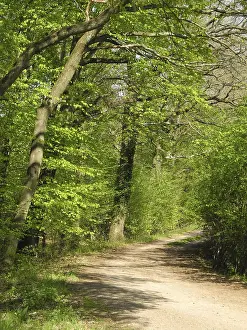 Beech Forest Scenery Prints: Forest trail, forest path, spring forest