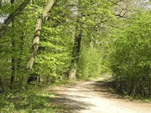Uninhabited Forest Road Prints: Forest trail, forest path, spring forest