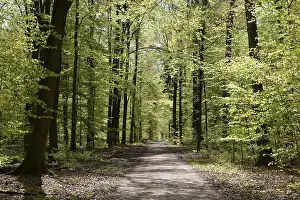 Beech Forest Scenery Prints: Forest trail, forest path, spring forest