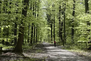 Beech Forest Scenery Prints: Forest trail, forest path, spring forest