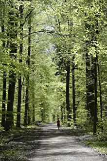 Nature Scenery Photos Prints: Forest trail, forest path, spring forest