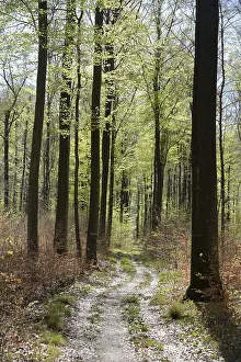 Countryside Landscape Shots Prints: Forest trail, forest path, spring forest