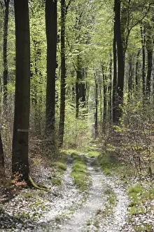 Beech Forest Scenery Prints: Forest trail, forest path, spring forest