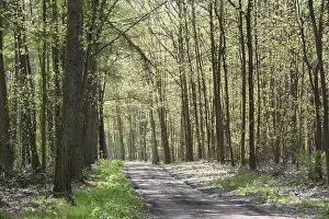 Beech Forest Scenery Prints: Forest trail, forest path, spring forest