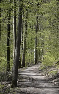 German Federal Republic Trails Prints: Forest trail, spring, trail, forest