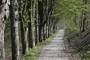 Bavaria Forest Trail Prints: Forest trail, spring, trail, forest